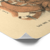  1888 Duitse anatomie Afdrukschouderspieren Poster (Hoek)