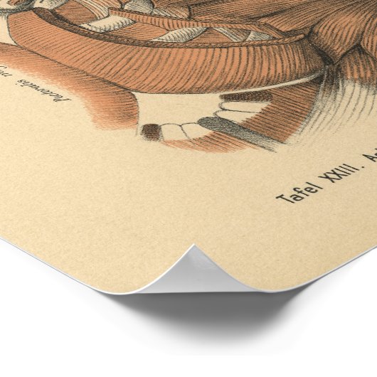  1888 Duitse anatomie Afdrukschouderspieren Poster (Hoek)