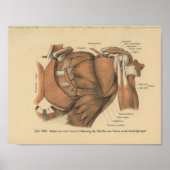  1888 Duitse anatomie Afdrukschouderspieren Poster (Voorkant)