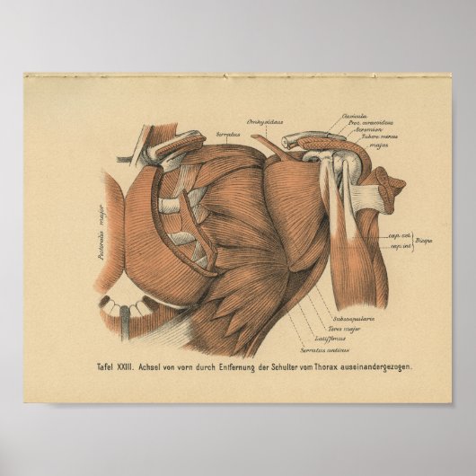  1888 Duitse anatomie Afdrukschouderspieren Poster (Voorkant)