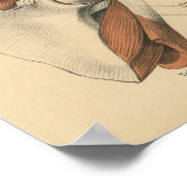  1888 Duitse anatomie Afdrukschouderspieren Poster (Hoek)