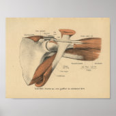  1888 Duitse anatomie Afdrukschouderspieren Poster (Voorkant)