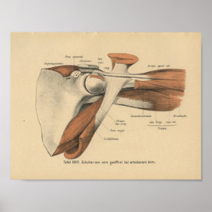 1888 Duitse anatomie Afdrukschouderspieren Poster