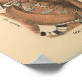 1888 Duitse anatomie Afdrukschouderspieren Poster (Hoek)