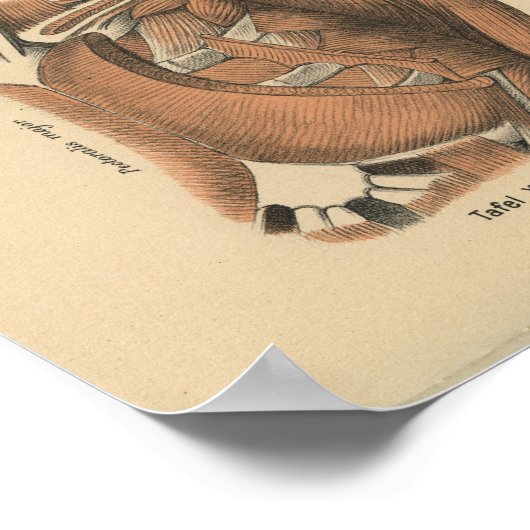  1888 Duitse anatomie Afdrukschouderspieren Poster (Hoek)