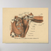  1888 Duitse anatomie Afdrukschouderspieren Poster (Voorkant)