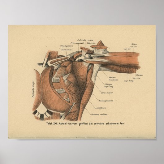 1888 Duitse anatomie Afdrukschouderspieren Poster (Voorkant)