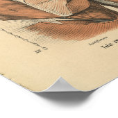  1888 Duitse anatomie Afdrukschouderspieren Poster (Hoek)