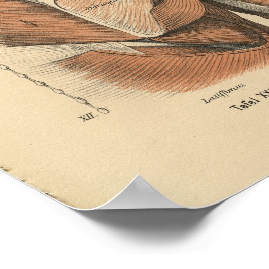  1888 Duitse anatomie Afdrukschouderspieren Poster (Hoek)