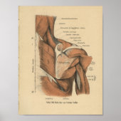  1888 Duitse anatomie Afdrukschouderspieren Poster (Voorkant)