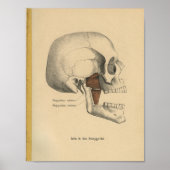 1888 Duitse anatomie Afdrukspieren Poster (Voorkant)