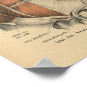  1888 Duitse anatomie Druk buikspieren af Poster (Hoek)