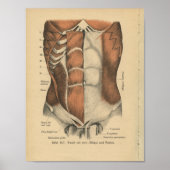  1888 Duitse anatomie Druk buikspieren af Poster (Voorkant)