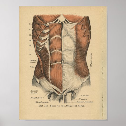  1888 Duitse anatomie Druk buikspieren af Poster (Voorkant)