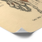  1888 Duitse anatomie Druk handspieren af Poster (Hoek)