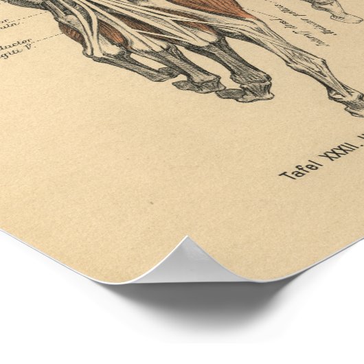 1888 Duitse anatomie Druk handspieren af Poster (Hoek)