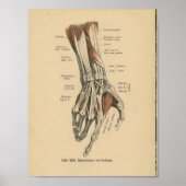 1888 Duitse anatomie Druk handspieren af Poster (Voorkant)