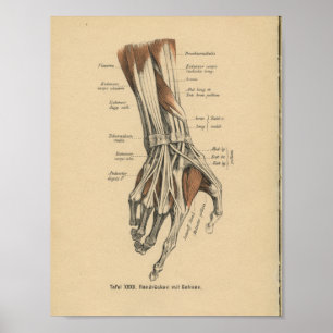  1888 Duitse anatomie Druk handspieren af Poster