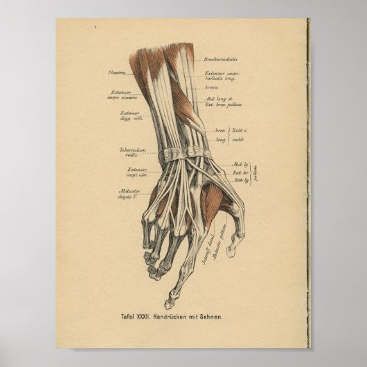  1888 Duitse anatomie Druk handspieren af Poster (Voorkant)