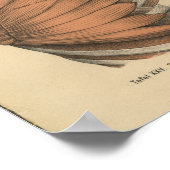 1888 Duitse anatomie Druk thoraxspieren af Poster (Hoek)