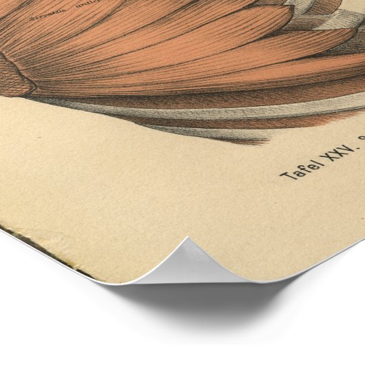  1888 Duitse anatomie Druk thoraxspieren af Poster (Hoek)