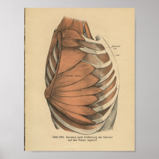1888 Duitse anatomie Druk thoraxspieren af Poster (Voorkant)