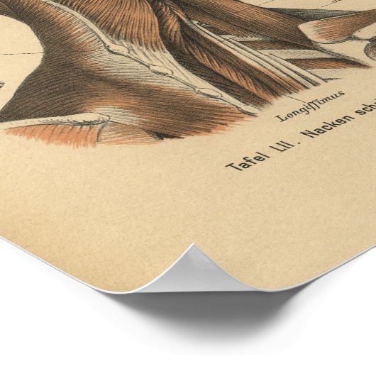 1888 Duitse anatomie drukhalsspieren Poster (Hoek)