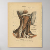 1888 Duitse anatomie drukhalsspieren Poster (Voorkant)