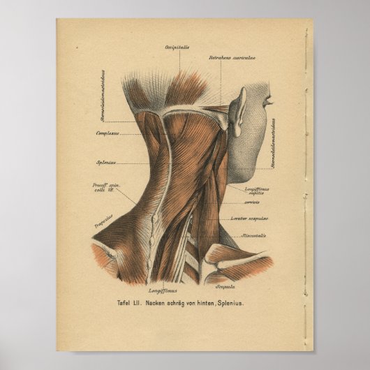 1888 Duitse anatomie drukhalsspieren Poster (Voorkant)