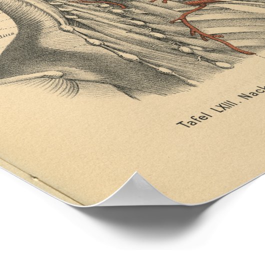  1888 Duitse anatomie drukhalsspieren Poster (Hoek)