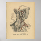  1888 Duitse anatomie drukhalsspieren Poster (Voorkant)