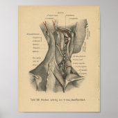  1888 Duitse anatomie drukhalsspieren Poster (Voorkant)