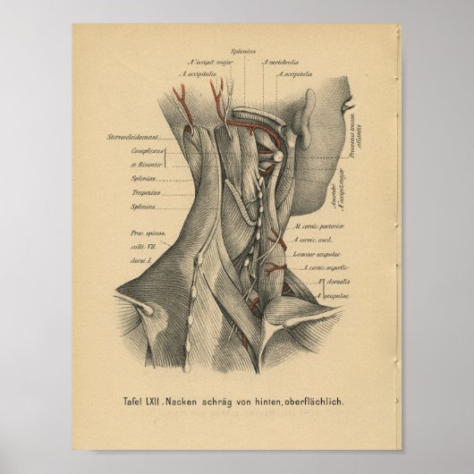  1888 Duitse anatomie drukhalsspieren Poster (Voorkant)