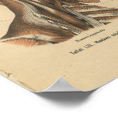  1888 Duitse anatomie drukhalsspieren Poster (Hoek)