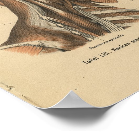 1888 Duitse anatomie drukhalsspieren Poster (Hoek)