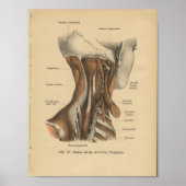 1888 Duitse anatomie drukhalsspieren Poster (Voorkant)