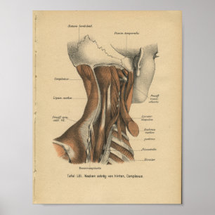  1888 Duitse anatomie drukhalsspieren Poster