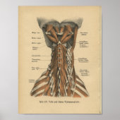  1888 Duitse anatomie drukhalsspieren Poster (Voorkant)