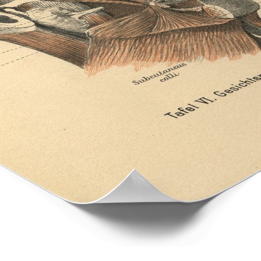  1888 Duitse anatomie drukspieren Poster (Hoek)