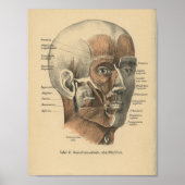  1888 Duitse anatomie drukspieren Poster (Voorkant)