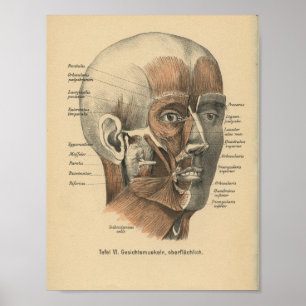 1888 Duitse anatomie drukspieren Poster