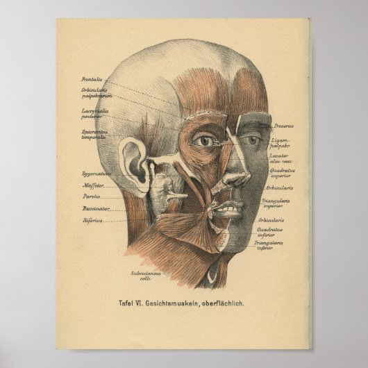  1888 Duitse anatomie drukspieren Poster (Voorkant)