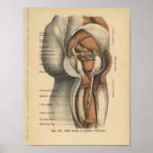  1888 Duitse anatomie drukt heupspieren af Poster (Voorkant)