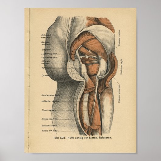 1888 Duitse anatomie drukt heupspieren af Poster (Voorkant)