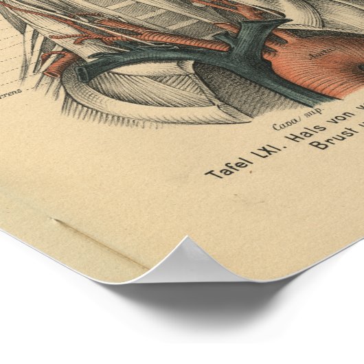 1888 Duitse anatomie Print Aortic Arch (Hoek)