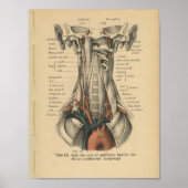 1888 Duitse anatomie Print Aortic Arch (Voorkant)