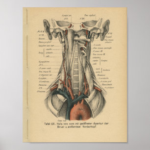 1888 Duitse anatomie Print Aortic Arch