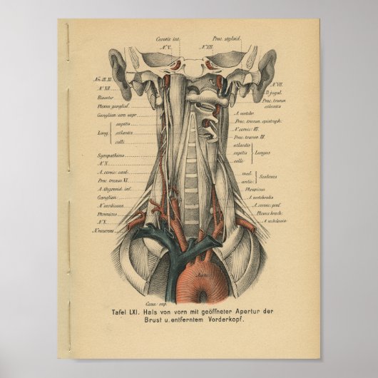 1888 Duitse anatomie Print Aortic Arch (Voorkant)