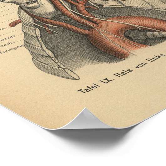 1888 Duitse anatomie Print Aortic Arch (Hoek)
