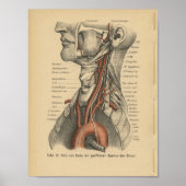 1888 Duitse anatomie Print Aortic Arch (Voorkant)